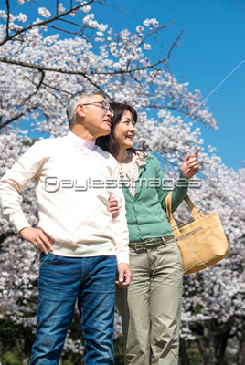 素材 人物桜の下を散歩するシニアカップル