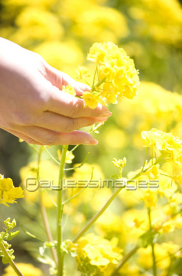 �Ǻ� ��ʪ�ڤβ֤˼��ź�������