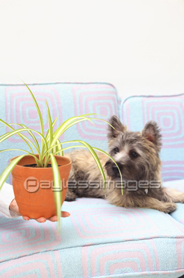 �Ǻ� ��ʪ���տ�ʪ�ȸ�