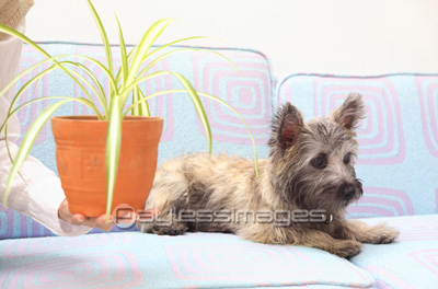 素材 人物観葉植物と犬