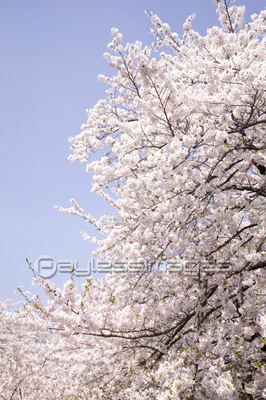 素材 桜と青空