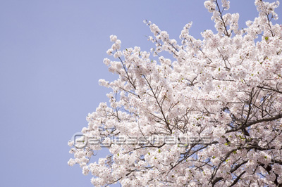 素材 桜と青空