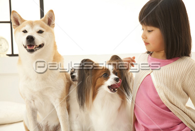 素材 人物柴犬とパピヨンと女の子