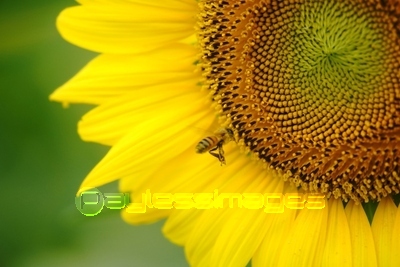 �Ǻ� �Ҥޤ��β֤ȤߤĤФ�