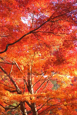 �Ǻ� ���Ӥι���