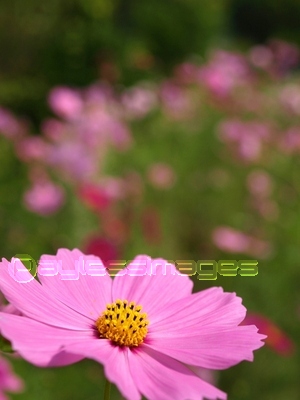 �Ǻ� �����⥹