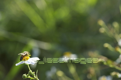 �Ǻ� �ߥĥХ�