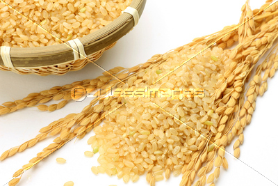 素材 玄米