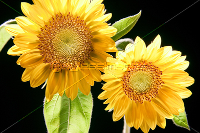 �Ǻ� �Ҥޤ��