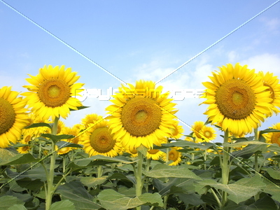 �Ǻ� �Ҥޤ��