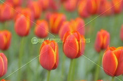 �Ǻ� ���塼��å�Ȫ