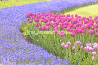 �Ǻ� ���塼��å�Ȫ