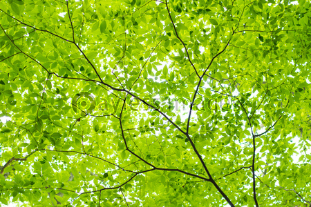 �Ǻ� ���Х��᡼��