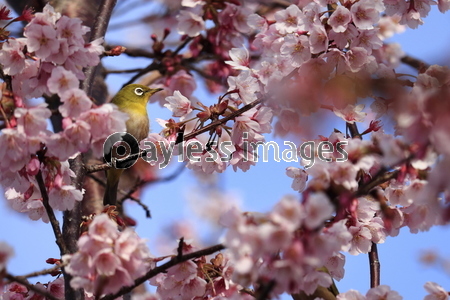 �Ǻ� ˪�ܲ���ȥ᥸��