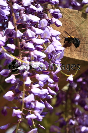 �Ǻ� ƣ�β֤ȥ��ޥХ�