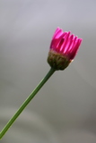 ��